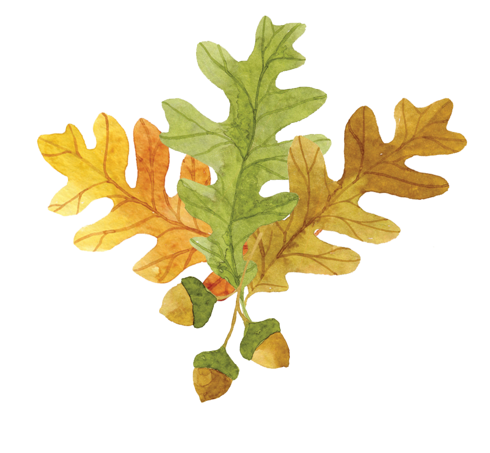 Three oak leaves, yellow, green, and brown, with three acorns dangling beneath them