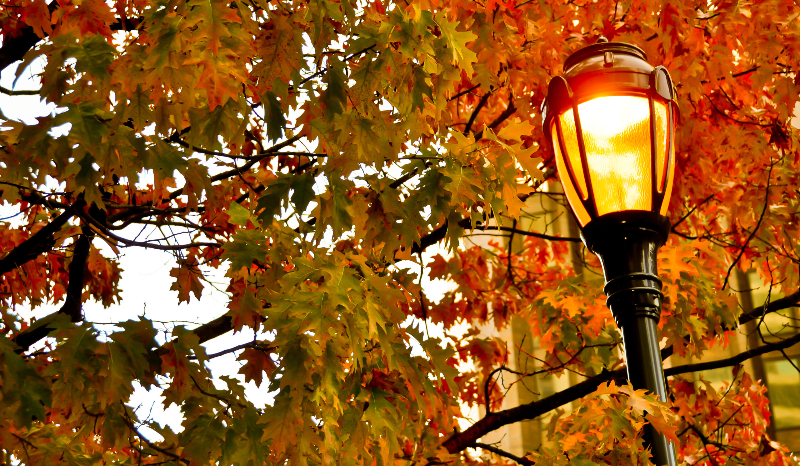 a closeup of a fancy streetlamp underneath the canopy of an oak tree. The streetlamp is lit.